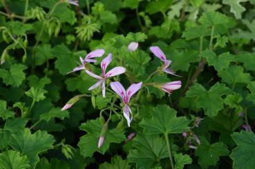 Preview: Pelargonie, Vanille-Duft- (Pflanze)